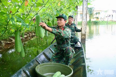 View - 	Trung đoàn 20 (Sư đoàn 330, Quân khu 9) Những vườn rau xanh của bộ đội